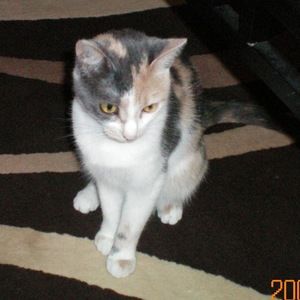 Meet your Posher, Cat